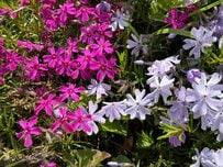 「6月15日の支給から年金が増えます」夫婦で月23.7万円に！今のシニアは実際いくらもらってる？【一覧表】