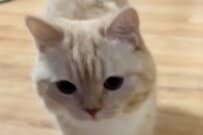 穏やかな朝の始まりと思いきや…猫ちゃんが予想外の行動に　驚きの姿に「無心モード大好き」