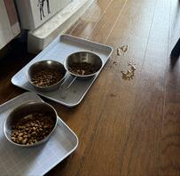 なぜかたまに濡れている「猫のご飯の前」判明した事実に納得！