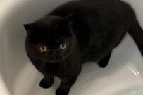 ふわふわ毛並みが魅力の「猫ちゃんが洗われた結果」に目を疑う→ 衝撃のサイズに「やっぱり君も濡れると小さい」