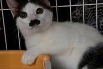 動物病院から渡された「猫のカルテ」に思わず二度見　書かれていた「まさかの言葉」に11万いいね