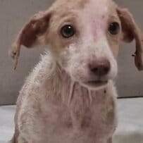 【保護犬】傷を負って発見された子犬をレスキュー。見違えるように回復した姿に心を打たれる