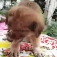  【保護犬】片目が不自由な仔犬を救助→見違えるように回復した姿に感動する人が続出
