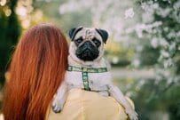 疲れて帰宅した夜に目撃した「愛犬の待ち姿」に思わず二度見　健気すぎる様子に「泣けてくる」「かわいい」