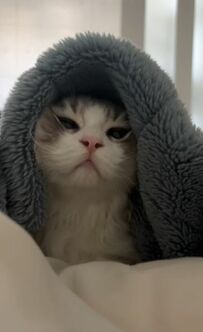  本当に同じ猫ちゃん！？動画の最初と最後で顔が違いすぎる猫ちゃんにびっくり SNSも夢中