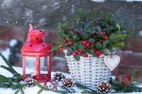 【冬に赤い実がなる木】植えっぱなしで毎年クリスマスを彩る《小さめ＆おしゃれな》常緑低木4選