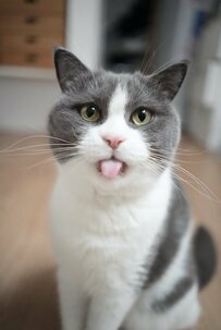 猫の「むん！とペロ」コロコロ変わるかわいい表情に驚きの声