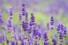初夏にいい香りの花が咲く【ラベンダー】5つの品種（系統）＆育て方！狭い庭や鉢植えでも育ちます