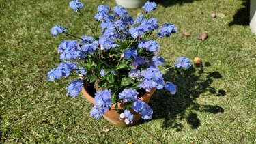 1鉢で華やか！春に咲く可憐なブルーの花「ワスレナグサ」が本当に