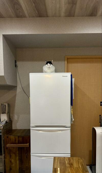 冷蔵庫の上に猫ちゃんがいるようですが……