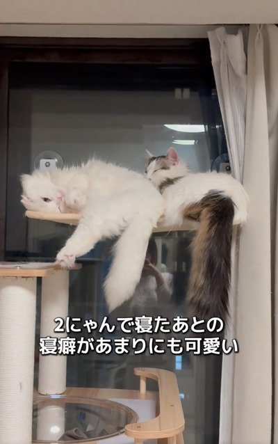 ハンモックでくつろぐ猫のもっちぬちゃんととろまるくん