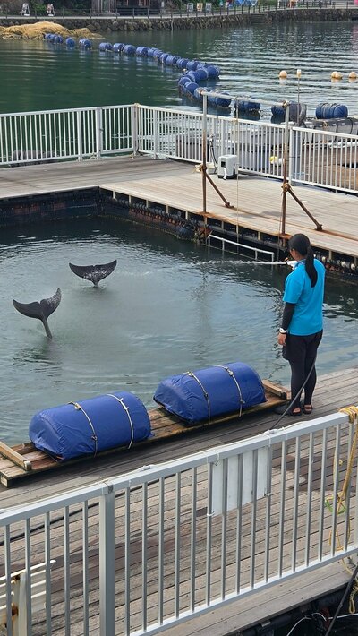 水浴びするイルカ、生えているみたいですね