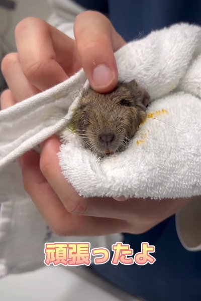 検査を終えた後のデグー