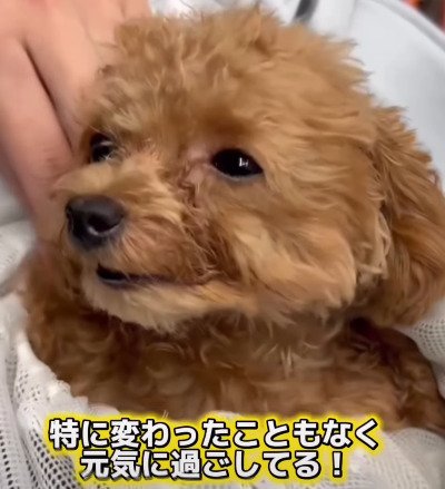 診察後のトイプードルの様子