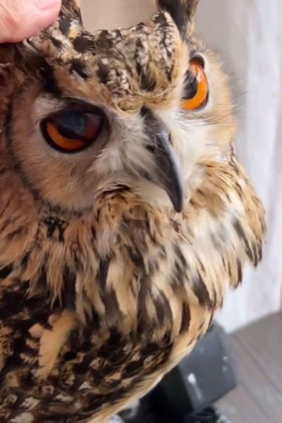 見つめるフクロウ