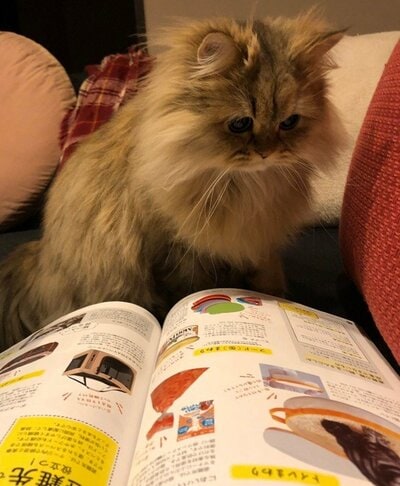 読書をする?パピコくん