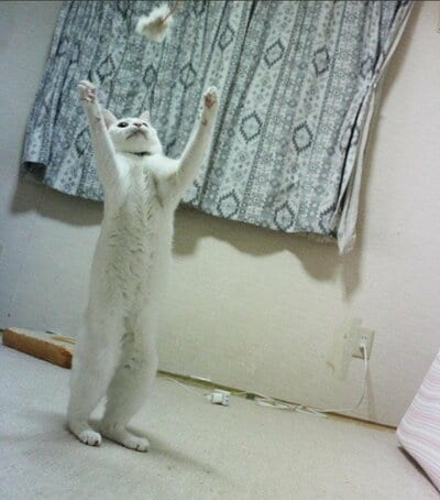 投稿の画像