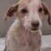 【保護犬】傷を負って発見された子犬をレスキュー。見違えるように回復した姿に心を打たれる