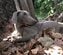 倒れたまま動けなくなったドーベルマンを保護　原因を突き止め必死のケア→元気に駆ける姿に感動
