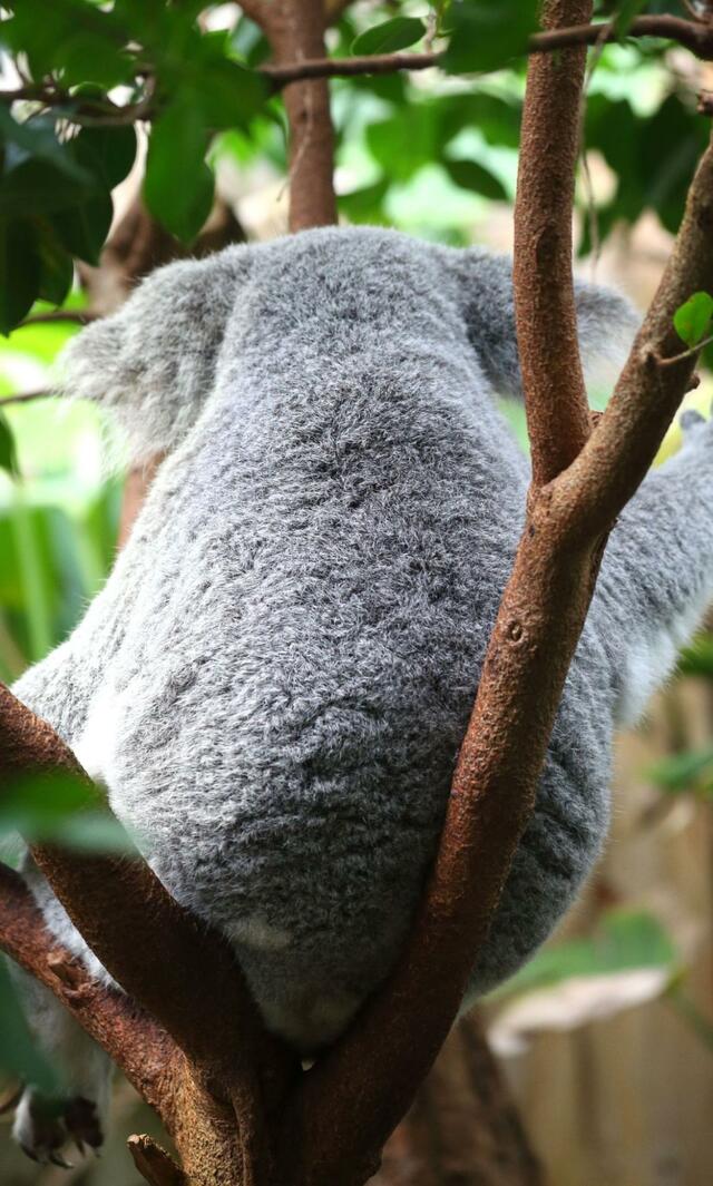 【兵庫県】「神戸市立王子動物園」コアラの「鼻」ってピンクだっけ？黒だっけ？動物園の人気者の顔面をドアップで堪能ください！