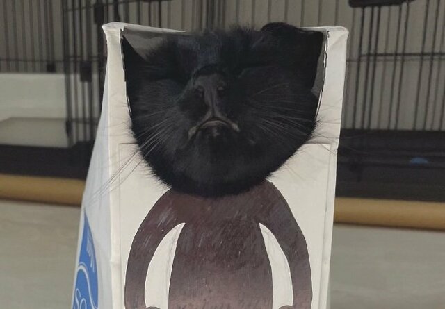 被り物をつけた猫ちゃんに思わずクスッ！まるで二足歩行に見える面白い姿に癒されます