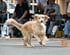 【警察犬】人気プロレスラー・永田裕志さんも登場！千葉県警察で活躍する嘱託警察犬たちが、警察フェスタに登場