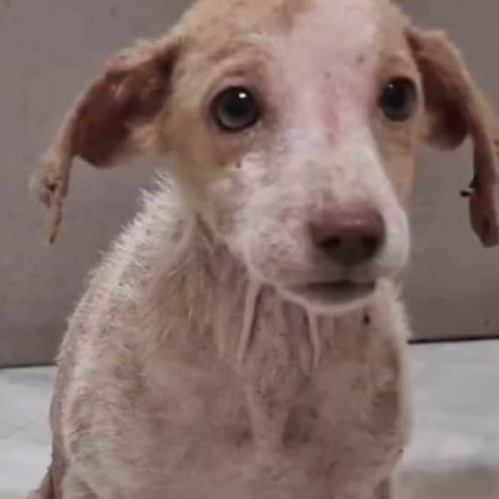 【保護犬】傷を負って発見された子犬をレスキュー。見違えるように回復した姿に心を打たれる