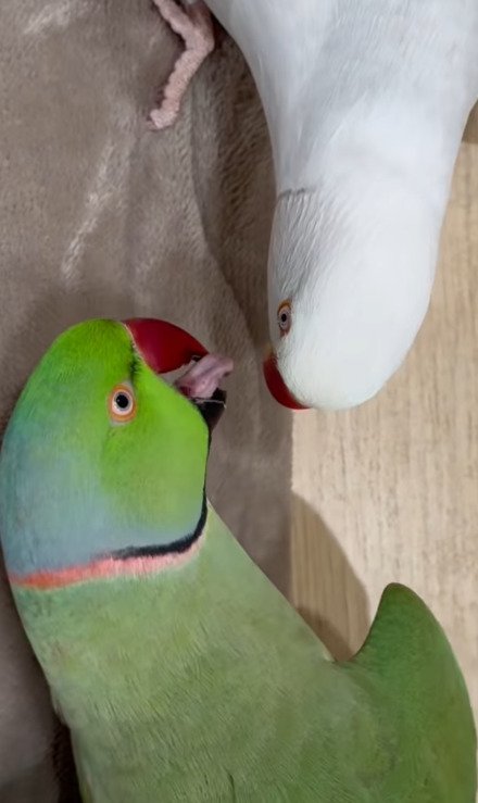 出所：@zundamame_cockatiel