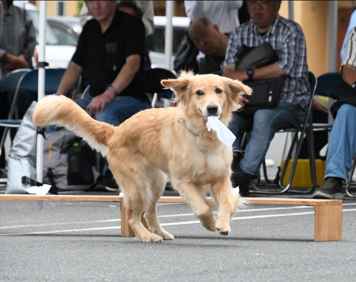 【警察犬】人気プロレスラー・永田裕志さんも登場！千葉県警察で活躍する嘱託警察犬たちが、警察フェスタに登場