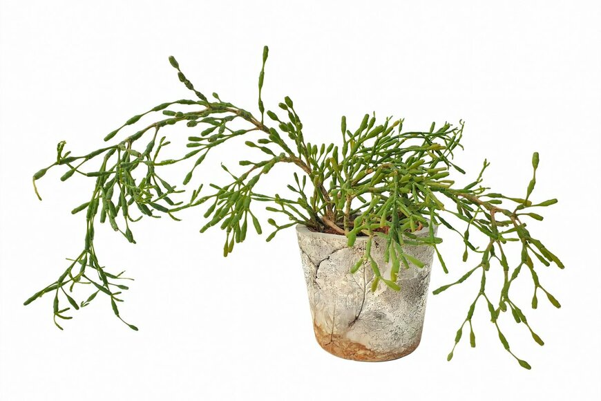 nlin.nee/Shutterstock.com