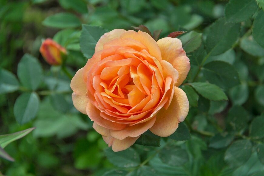 Olga Seifutdinova/istockphoto.com