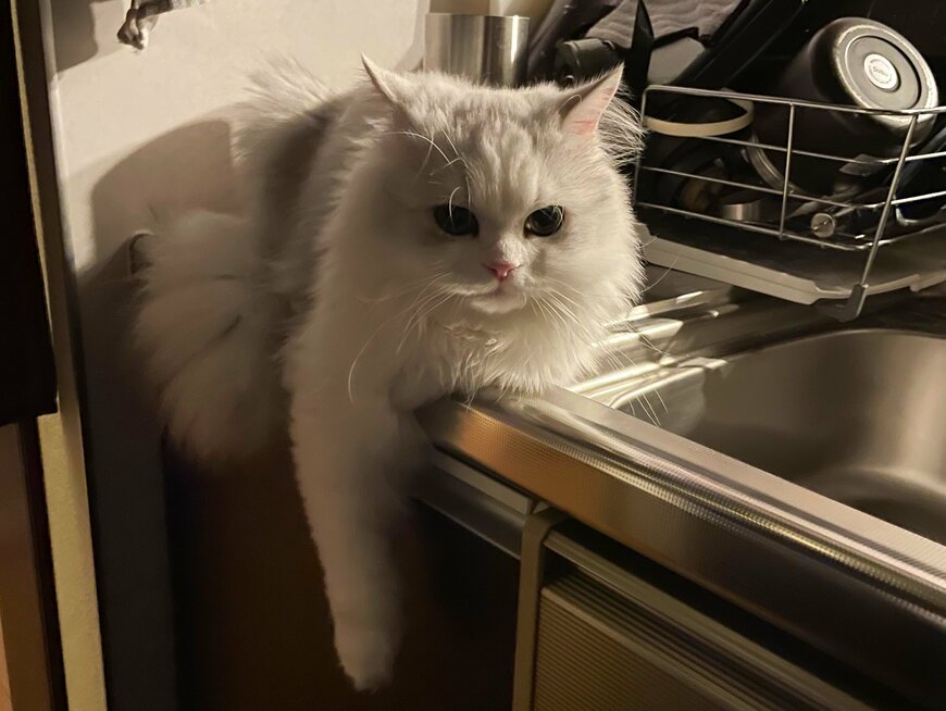 出所：@NEKOLAND13