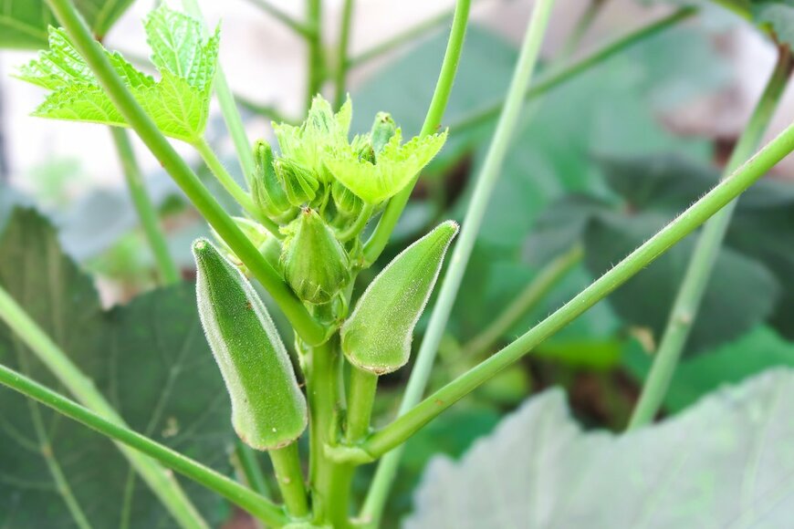 Kattiya.L/Shutterstock.com