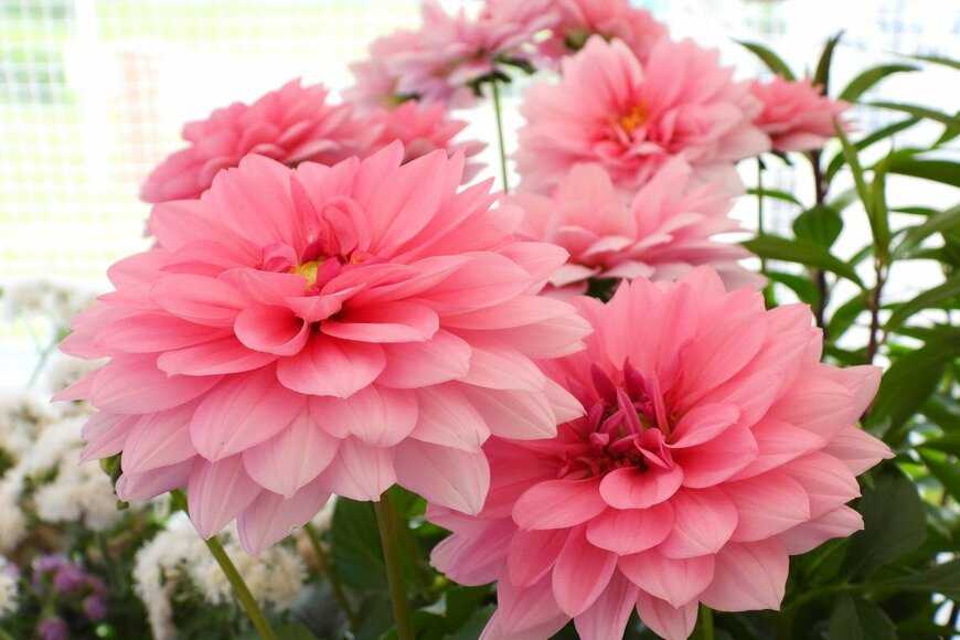 Mansur Sitorus/istockphoto.com