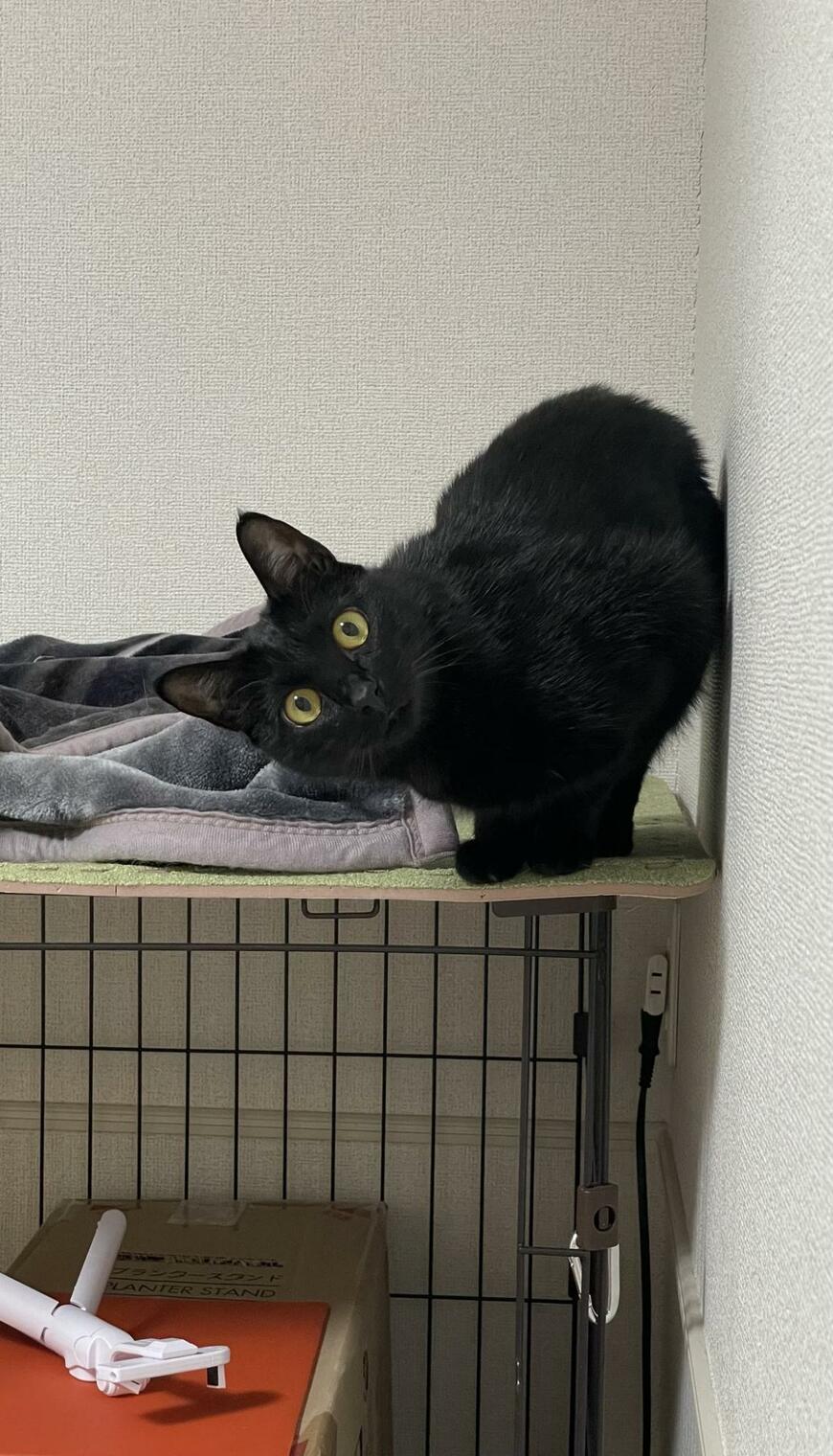 出所：＠Teagle_Noir