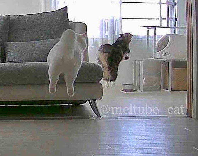 出所：@meltube_cat