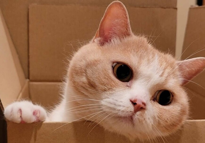 出所：@nekotansoku