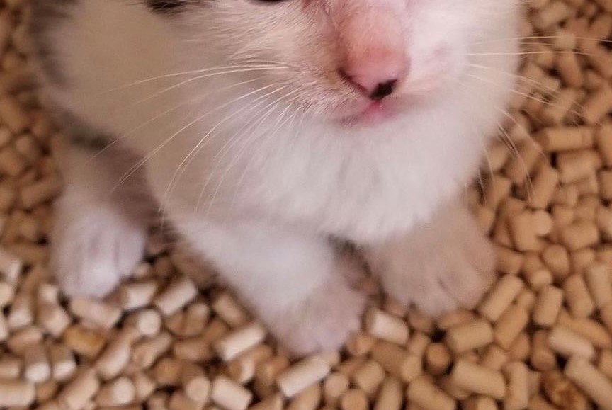 出所：@Saeroyi_cat