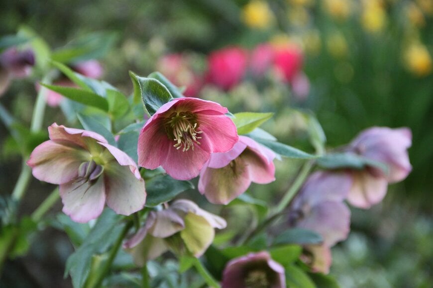 クリスマスローズ（Contadora1999/Shutterstock.com）