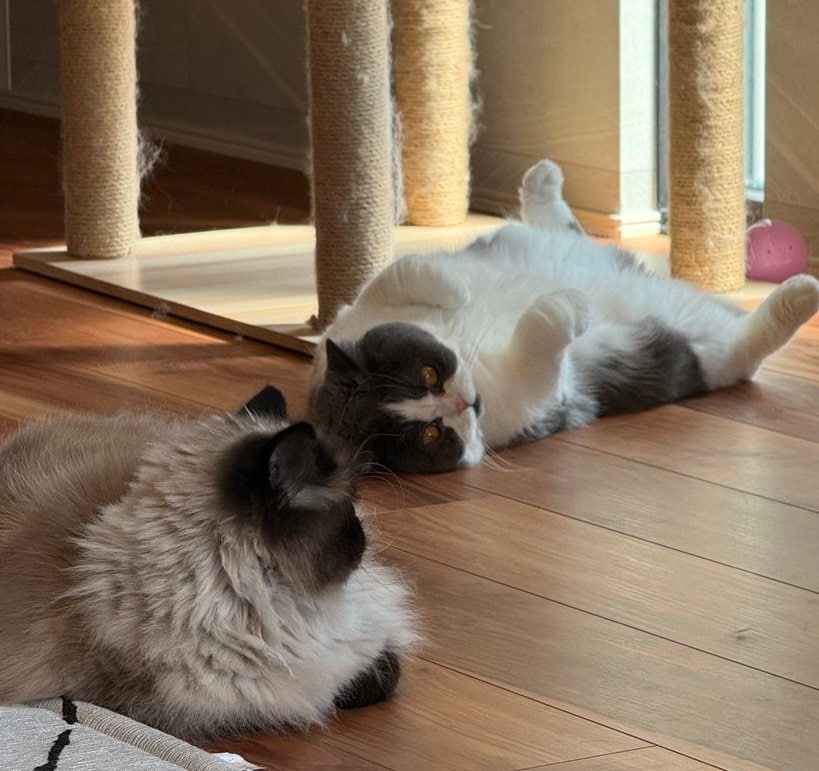 出所：@mog_cororincho