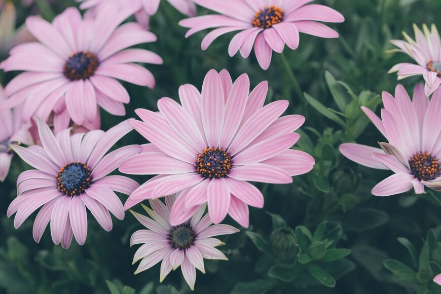 saranya33/Shutterstock.com