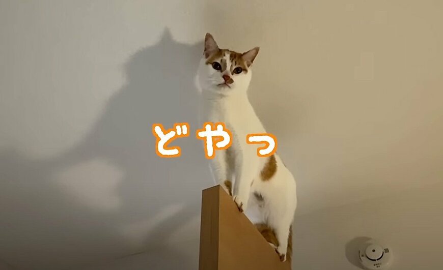 【どうニャ！】すごいところに登ってドヤ顔する猫が可愛いと話題に