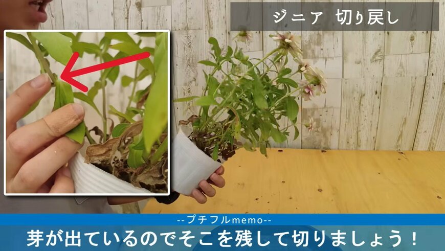 出所：@petit_fleur