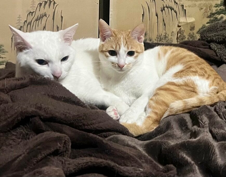 「見て　お兄ちゃんの腕をギュッ」とする後輩猫　しかし…まさかの展開にSNS爆笑！