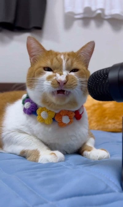 【1万3300回いいね】猫ちゃんのカリカリ音が至高のASMRすぎる「なぜか表情が険しい」