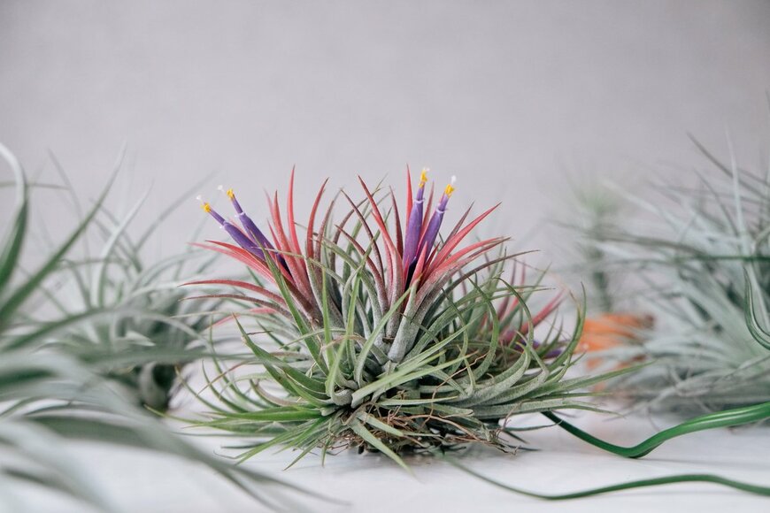 Rattama Klawnopparat/Shutterstock.com