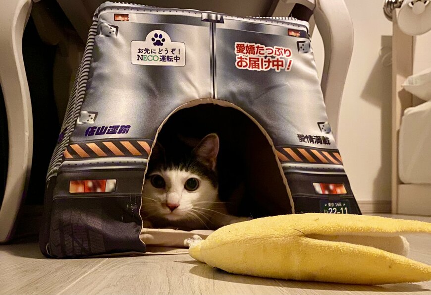 出所：@Saeroyi_cat