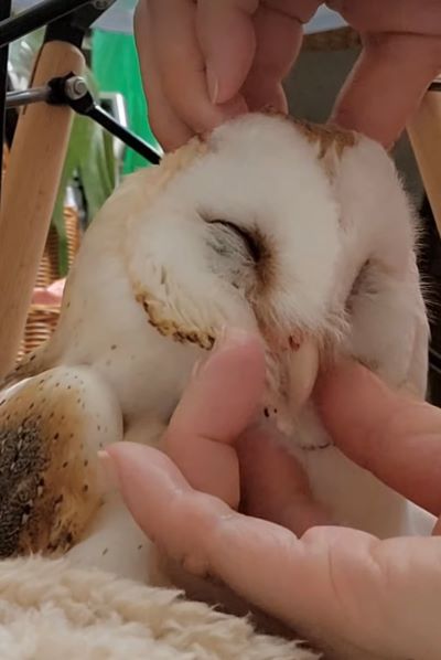 出所：@miki4wan108