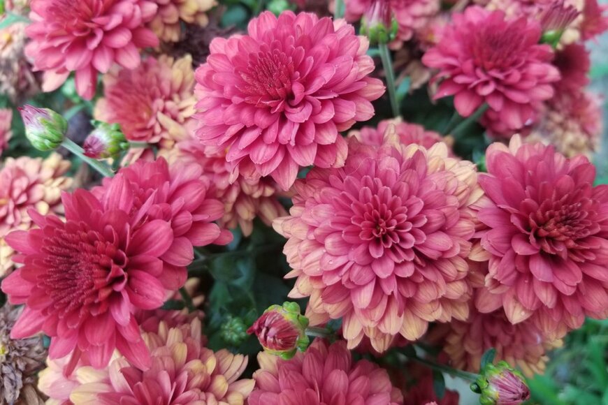 Nikki L Burchfield/shutterstock.com