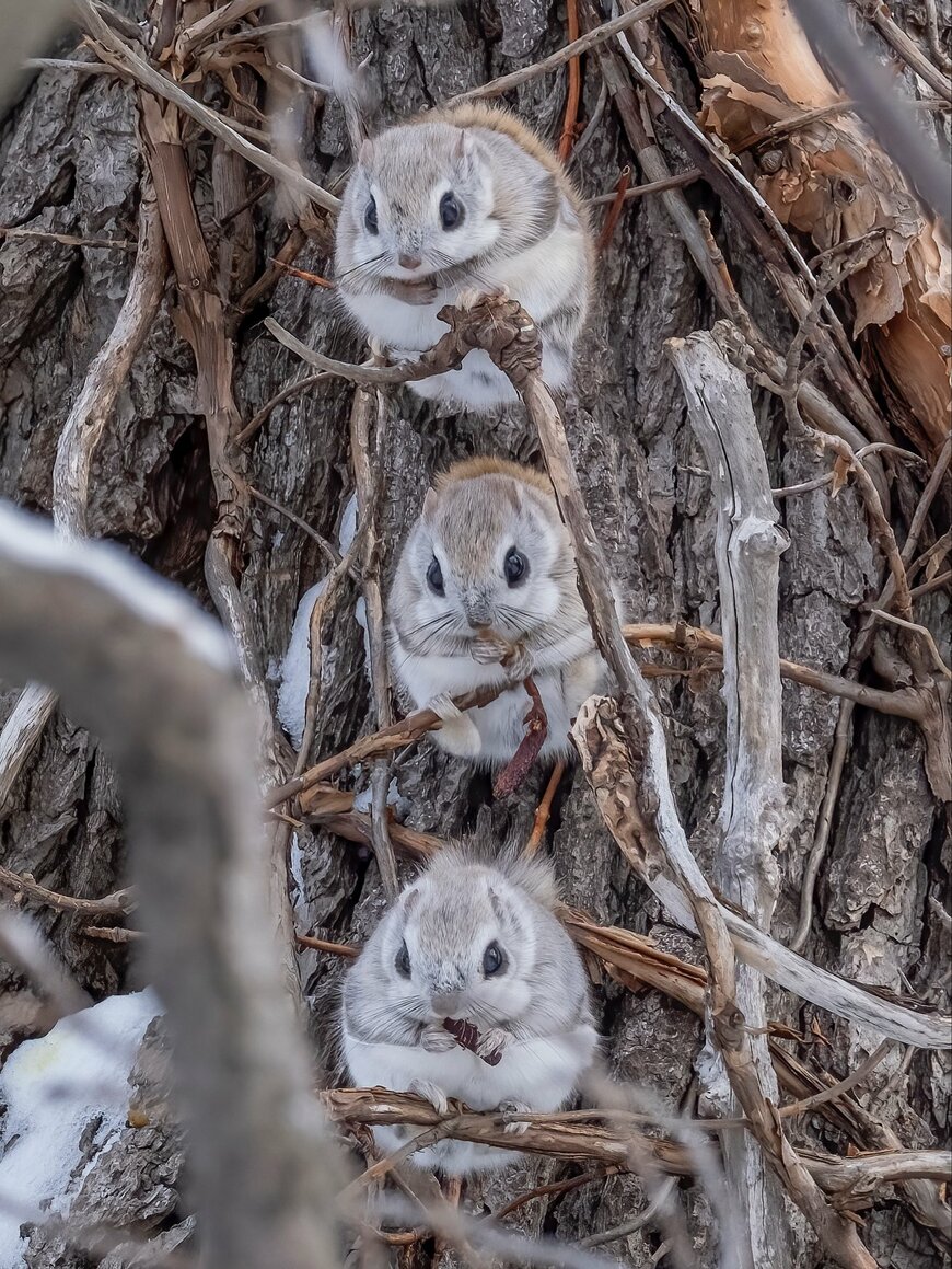 出所：@yumepirika1007
